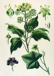 Botanical board, poisonous and medicinal plant: climbing ivy or common ivy (Hedera helix)