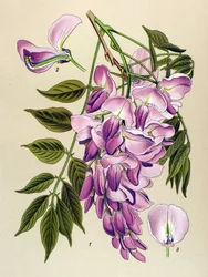 Botanical Board, Toxic Plant: Chinese Wisteria (Wistaria chinensis)