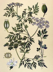 Botanical Board, Toxic Plant: Dog Parsley or Fake Parsley (Aethusa cynapium)