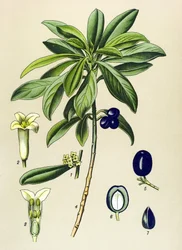 Botanical Board, Poisonous Plant: Laurel (Daphne Laureola)