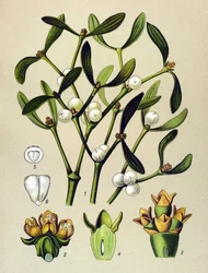 Botanical Board, Toxic Plant: Leafy Mistletoe (Viscum album)