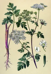 Botanical Board, Toxic Plant: Leaning Chervil (Chaerophyllum temulum)
