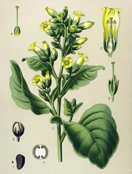 Botanical plate, poisonous plant: white Mapacho tobacco (Nicotiana rustica) (Nicotiana tabacum)