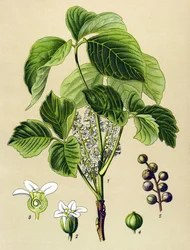 Botanical Board, Poisonous Plant: Climbing Sumac (Rhus toxicodendron)