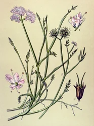 Botanical Board, Toxic Plant: Fistula (Oenanthe fistulosa)