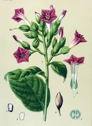 Botanical Board, Toxic Plant: Ornamental Tobacco (Nicotiana tabacum)