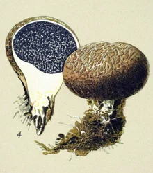 Botanical Board with Toxic Fungus: Vulgar Scleroderma (Scleroderma vulgare)