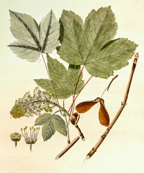 Acer pseudoplatanus, Sycamore Maple