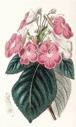 Botanical illustration / Achimenes Grandiflora / Achimene has large flowers