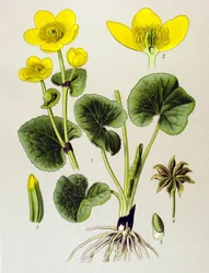 Botanical Board, Toxic Plant: Marsh Marigold (Caltha palustris)