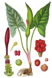 Botanical plate: arum spotted (Wild arum or Arum maculatum), a medicinal plant, historical chromolithography