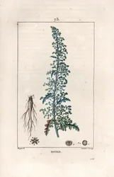 Botris (Chenopodium botrys) - Engraving by Lambert fils, after a drawing by Pierre Jean Francois Turpin (1775-1840), from La flore medicale, by Chaumeton, Poiret et Chamberet, Paris 1830 - Jerusalem oak goosefoot, Dysphania botrys