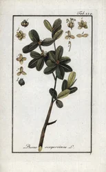 Boxwood or Still Green Boxwood (Buxus sempervirens). Lithograph from 