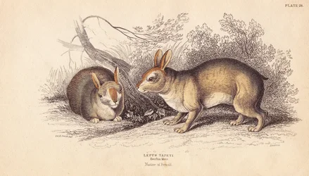 Brazilian Rabbit, Sylvilagus brasiliensis (Lepus tapeti)