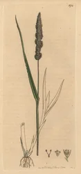 Brisly foxtail grass