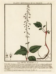 Broad-leaved enchanter