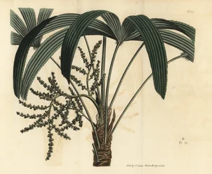 Broadleaf lady palm