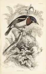 Brown-throated Watt-eye, Platysteira cyanea (Show Tody, Platystera lobata)