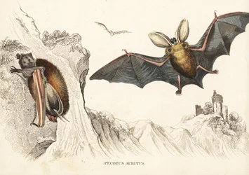 Brown long-eared bat or common long-eared bat