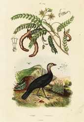 Brushturkey and tamarind.,1834-1839