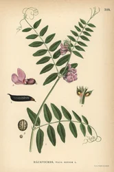 Bush Vetch, Vicia Sepium