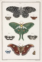Butterflies