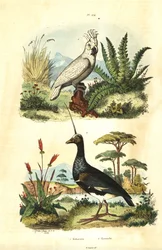 Cacatua galerita, sulphur-crested cockatoo, and horned screamer, Anhima cornuta. Cockatoos and kamichi