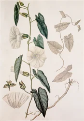 Calystegia sepium, Hedge Bedding