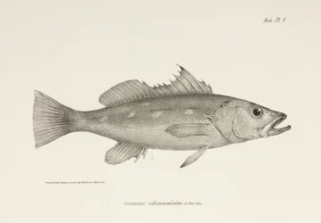 Camotillo, Pacific Ocean, c. 1832-1836