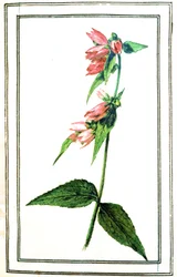 Common Campanula