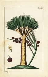 Canary Islands dragon tree, Dracaena draco. Vulnerable.