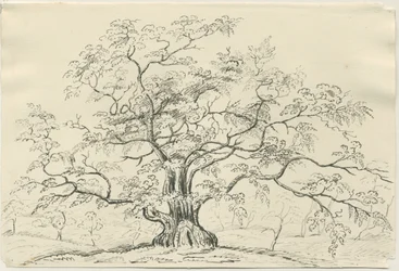 Cannock Chase: pen and pencil drawing