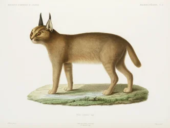 Caracal, Algeria