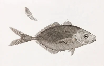 Caranx Lune (close up)