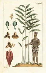 Cardamom Tree, Elettaria Cardamomum