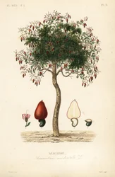 Cashew tree or cashew nut tree
