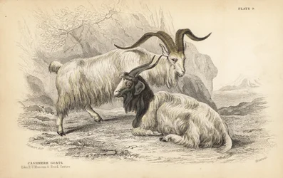 Cashmere goat. Handcoloured steel engraving by Lizars after an illustration by James Stewart from William Jardine