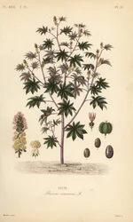 Castor bean or castor oil plant
