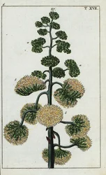 Century plant, Agave americana