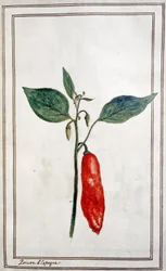 Chilli, Spanish Pepper, c.1780-1800