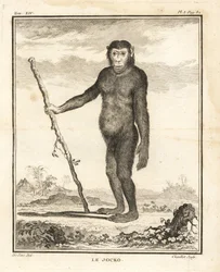 Chimpanzee, Pan troglodytes