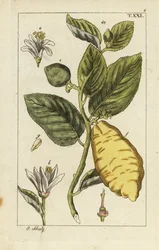 Citron showing fruit, leaves and flowers, Citrus medica