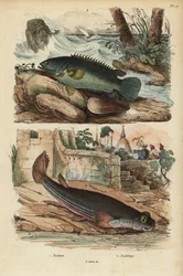 Climbing perch, Anabas testudineus, and four-eyed fish, Anableps anableps
