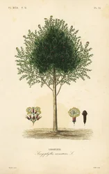 Clove tree