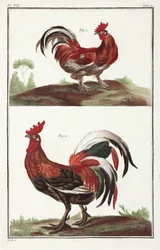 Cockerels