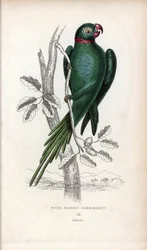 Collared Parakeet, Psittacula krameri. Psittacus torquatus