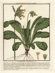 Common cowslip