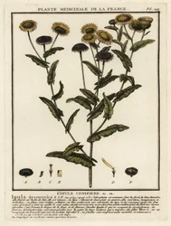 Common fleabane