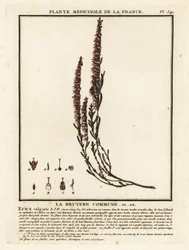 Common Heather, Calluna vulgaris