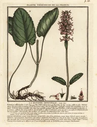 Common hedgenettle, Stachys officinalis